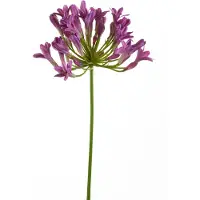 Emerald - Kunstbloem Agapanthus 75cm paars - Kunstplant voor binnen