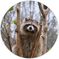 Label2X Muurcirkel racoon