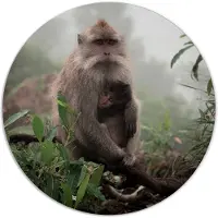 Label2X Muurcirkel monkeylove