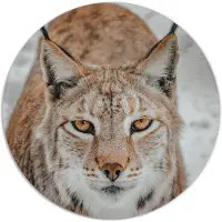 Label2X Muurcirkel wilde kat
