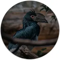 Label2X Muurcirkel special bird