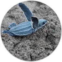 Label2X Muurcirkel sealife
