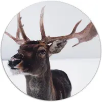 Label2X Muurcirkel deer head