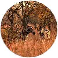 Label2X Muurcirkel zebra