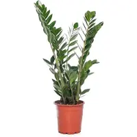 GroenRijk KAMERPLANT ZAMIOCULCAS ZAMIIFOLIA M ''ZAMIO'' POTMAAT 15CM