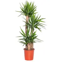 Intratuin Yucca (Yucca Elephantipes) D 27 H 130 Cm