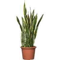 Intratuin Vrouwentong (Sansevieria Trifasciata 'Laurentii') D 30 H 100 Cm