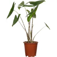 Intratuin Olifantsoor (Alocasia Zebrina) D 14 H 45 Cm