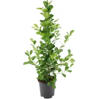 Intratuin Vijgenboom (Ficus Microcarpa 'Moclame') D 21 H 100 Cm