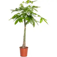 Intratuin Geldboom (Pachira Aquatica) D 21 H 100 Cm