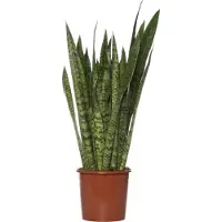 Intratuin Vrouwentong (Sansevieria Zeylanica) D 21 H 80 Cm