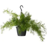 Intratuin Sierasperge In Hangpot (Asparagus Densiflorus 'Sprengeri') D 17 H 35 Cm
