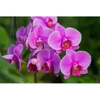 Karo-art Fotobehang Orchidee Bloesems 3D - Vliesbehang - 405 x 270 cm