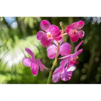 Karo-art Fotobehang Prachtige Orchideeën - Vliesbehang - 520 x 318 cm
