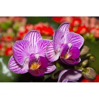Karo-art Fotobehang Optische Orchidee 3D - Vliesbehang - 400 x 280 cm