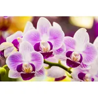 Karo-art Fotobehang Tropische Orchidee - Vliesbehang - 405 x 270 cm