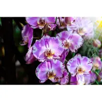 Karo-art Fotobehang Prachtige Orchideeën - Vliesbehang - 450 x 300 cm