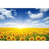 Karo-art Fotobehang Veld Met Bloeiende Zonnebloemen - Vliesbehang - 405 x 270 cm