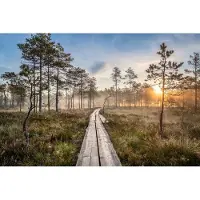 Karo-art 400cm X 280cm - Fotobehang - Houten pad door het bos, premium print, inclusief behanglijm