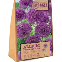 Florex Bloembollen Sierui (Allium 'Purple Sensation') 15 Stuks