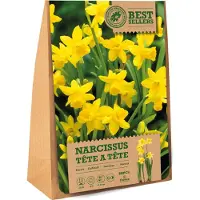 Florex Bloembollen Narcis (Narcissus 'Tète A Tète') 20 Stuks