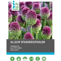 Intratuin Bloembollen Kogellook (Allium Sphaerocephalon) 100 Stuks
