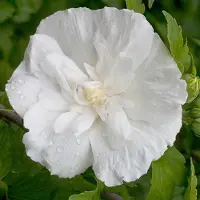 Arborix Hibiscus syriacus 'White Chiffon' - Tuinhibiscus - Planthoogte: 40-50 cm - Pot Ø 19 cm (3 liter)