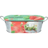 Buzzy Fruitzaad Kweekset In Teil Zoete Aardbei (Fragaria)