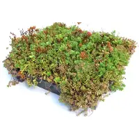 Intergard Groendak sedumdak sedum cassettes kliksysteem 37x57cm