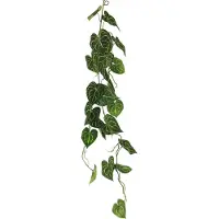Coppens Scindapsus alba garland green 109cm