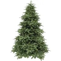 Triumph tree Abies Nordmann de Luxe Green 185
