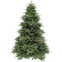 Triumph tree Abies Nordmann de Luxe Green 215