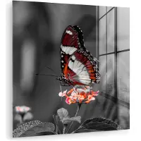 MuchoWow - Glasschilderij - Foto op glas - Acrylglas - Dieren - Vlinder - Bloemen - Natuur - Oranje - Muurdecoratie - 50x50 cm - Wanddecoratie glas - Glasschilderij vlinder
