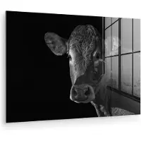 MuchoWow - Glasschilderij - Foto op glas - Acrylglas - Dieren - Koe - Zwart - Wit - 90x60 cm - Woonkamer - Glasschilderij koe - Muurdecoratie glas - Glasschilderij zwart wit