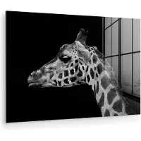 MuchoWow Glasschilderij - Foto op glas - Acrylglas - Dieren - Giraffe - Zwart - Wit - Kamer decoratie - Muurdecoratie - Schilderij glas - 150x100 cm - Schilderijen woonkamer