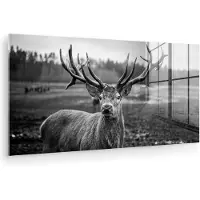 MuchoWow Glasschilderij - Foto op glas - Dieren - Hert - Gewei - Bos - Natuur - 80x40 cm - Acrylglas - Muurdecoratie glas - Glasschilderij hert - Glasschilderij dieren - Kamerdecoratie