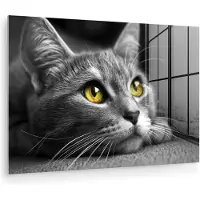 MuchoWow Glasschilderij 120x80 cm - Schilderij acrylglas - Kat - Zwart - Wit - Dieren - Natuur - Foto op glas - Muurdecoratie woonkamer - Wanddecoratie slaapkamer - Schilderijen