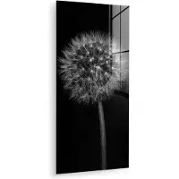 MuchoWow Glasschilderij 20x40 cm - Schilderij acrylglas - Paardenbloem - Zwart - Bloemen - Botanisch - Foto op glas - Muurdecoratie woonkamer - Wanddecoratie slaapkamer - Schilderijen