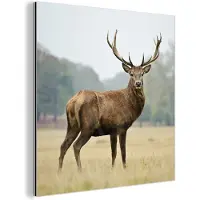 MuchoWow Aluminium schilderij 50x50 cm - Wanddecoratie metaal - Hert - Dieren - Gewei - Metalen muurdecoratie woonkamer - Decoratie industrieel - Foto op dibond - Industriële accessoires slaapkamer