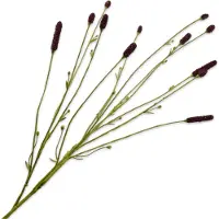 Silk-ka Kunstbloem Pimpernel Bruin H 84 Cm
