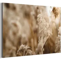 MuchoWow Aluminium schilderij 180x120 cm - Wanddecoratie metaal - Riet - Plant - Natuur - Beige - Metalen muurdecoratie woonkamer - Decoratie industrieel - Foto op dibond - Industriële accessoires slaapkamer