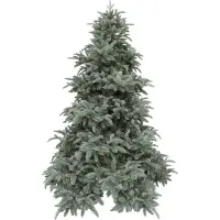 Triumph tree Abies Nordmann Forest Blue de Luxe 260