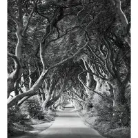 Overig Forevenue Fotobehang - Zwart - 2,80m X 250cm