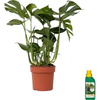 Plant in a Box - Monstera Deliciosa - Pokon - Pot 21cm - Hoogte 70-80cm