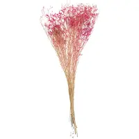 J-Line Droogbloemen - Bundel gedroogde Gypsophilia - fuchsia