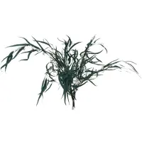 J-Line Bundel eucalyptus wild gedroogd groen