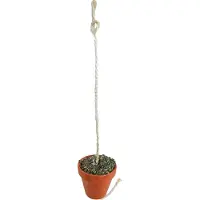 Intratuin JR Farm Parkiet/Papegaai Pot 260 G