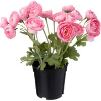Intratuin Kunstplant Ranonkel Roze 11 X 11 X 26 Cm
