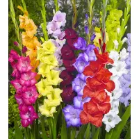 Jub holland Gladiolen Bloembollen Mix - 80 Stuks - Gladiolen Gemengd Voor De Tuin - Zomerbloeiers - 100 cm. Hoog - Garden Select