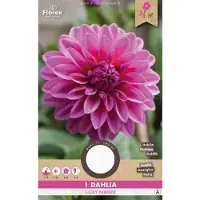 Florex Dahlia Decoratief Lucky Number (15) 975.21